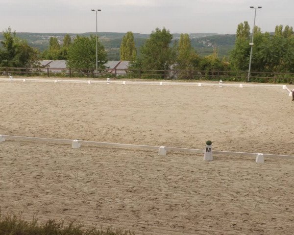 Reitturnier Bübinger Hof 2022