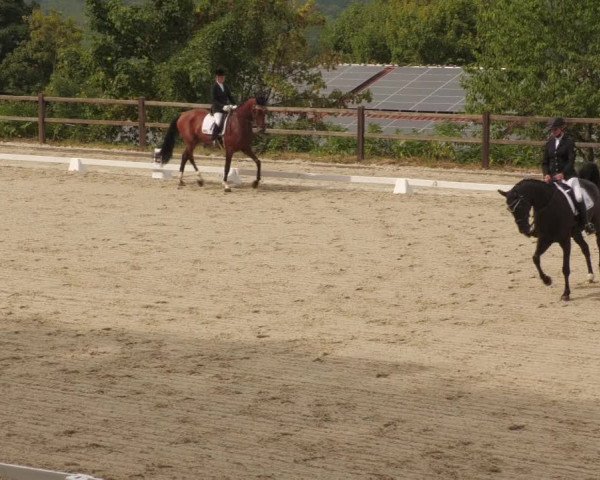 Reitturnier Bübinger Hof 2022