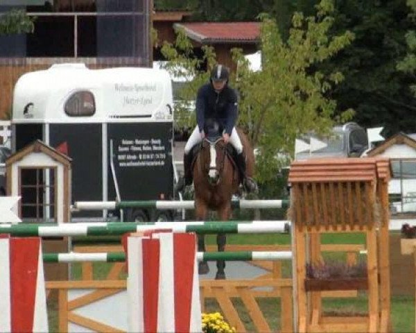 horse Rockport (Hanoverian, 2000, from Raphael)