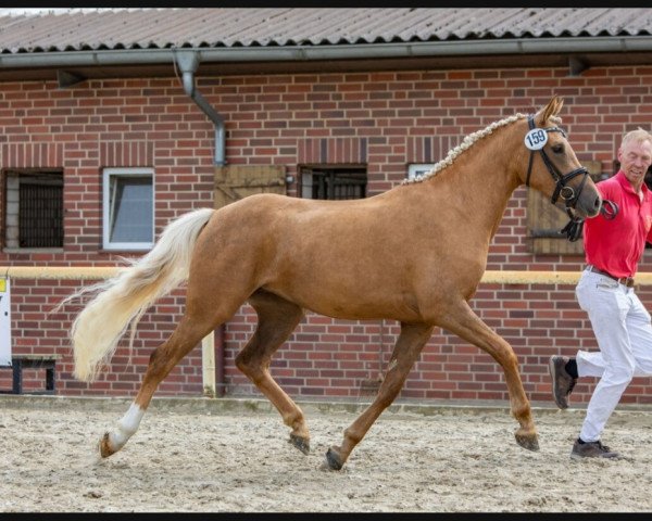 dressage horse Butterfly ZV (German Riding Pony, 2019, from FS No Doudt)