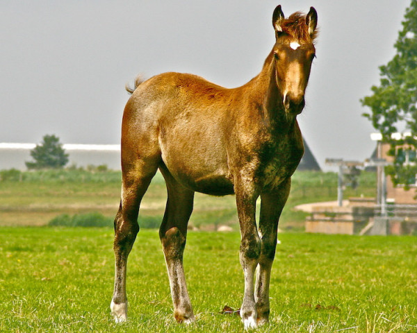 Pferd Mc Jilly Barones (Nederlands Rijpaarden en Pony, 2014, von McJonnas)