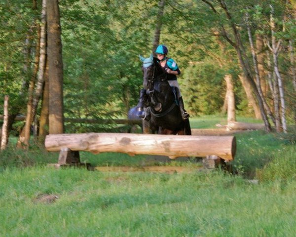dressage horse Escania 4 (Hanoverian, 2004, from El Bundy)