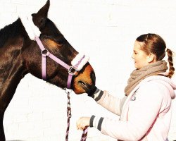 jumper Gismo 538 (German Sport Horse, 2003, from Gepardi)