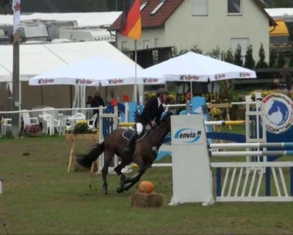 Springpferd Le Beau 52 (Holsteiner, 2003, von Leonce)