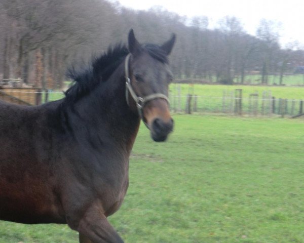 Zuchtstute Raffinia de Cäcilio (Westfale, 2006, von Rockford)