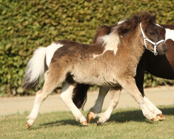 horse Sunshine vom Burgblick (Shetland pony (under 87 cm), 2022, from Hahns Piccolo Grande)