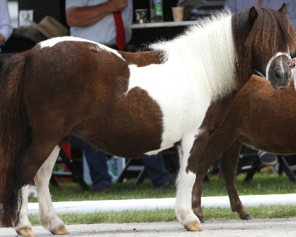 broodmare Rabeins Salamalaika (Shetland pony (under 87 cm), 2010, from Willow vom Ellernbrook)
