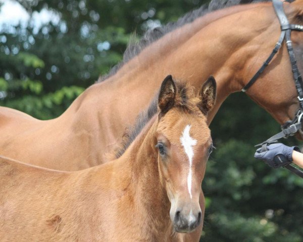 horse Romina's Royal Lady (German Riding Pony, 2010, from Nemax)
