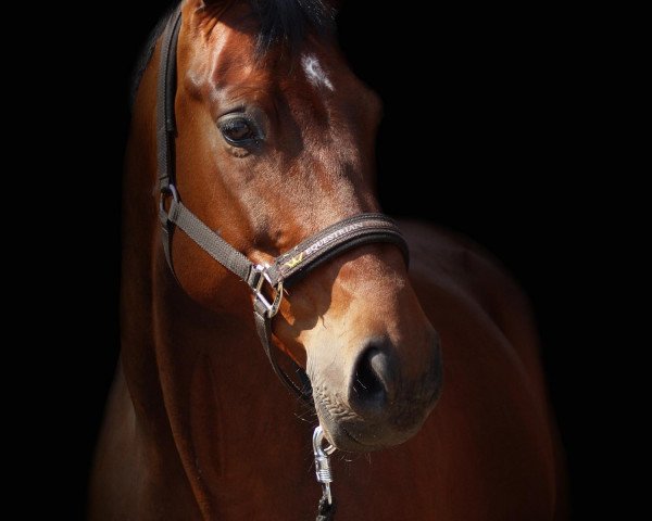Pferd Rolex Royal (Oldenburger, 2006, von Rubinero 2)