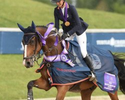 jumper Excellent (KWPN (Royal Dutch Sporthorse), 2009, from Cicero Z van Paemel)