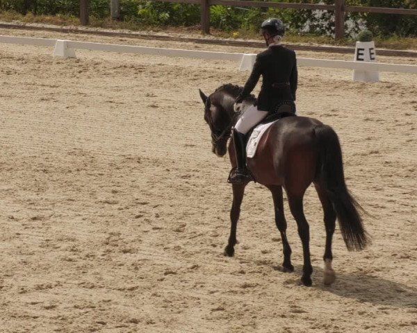 Reitturnier Bübinger Hof 2022