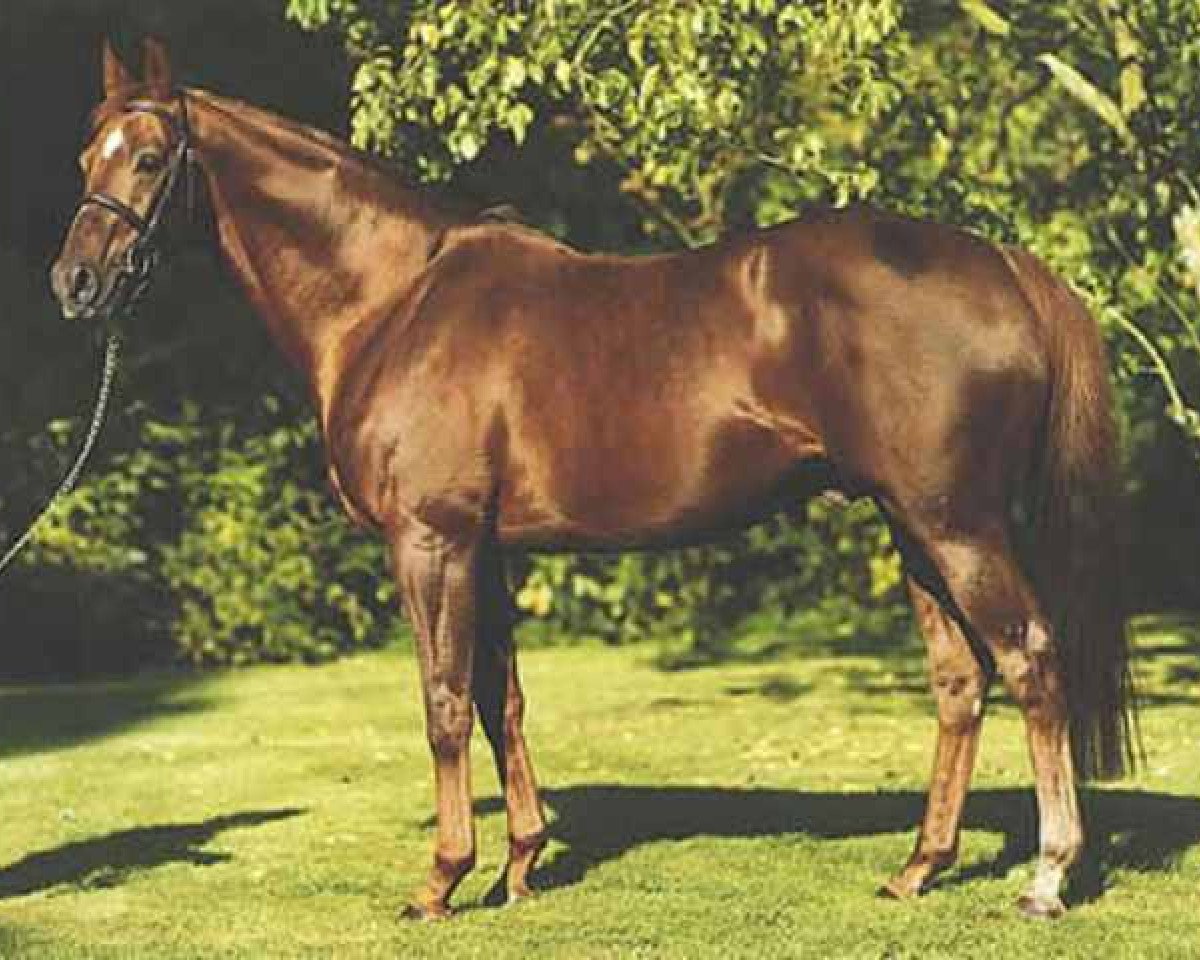 stallion Carroll House xx (Thoroughbred, 1985, from Lord Gayle xx)