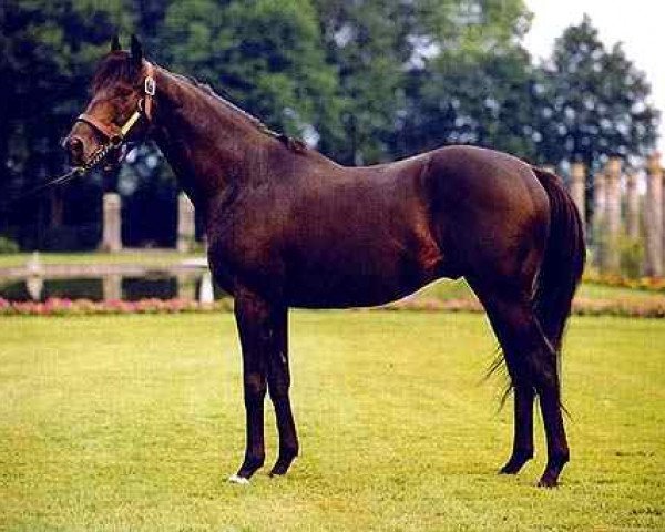 Deckhengst Saumarez xx (Englisches Vollblut, 1987, von Rainbow Quest xx)