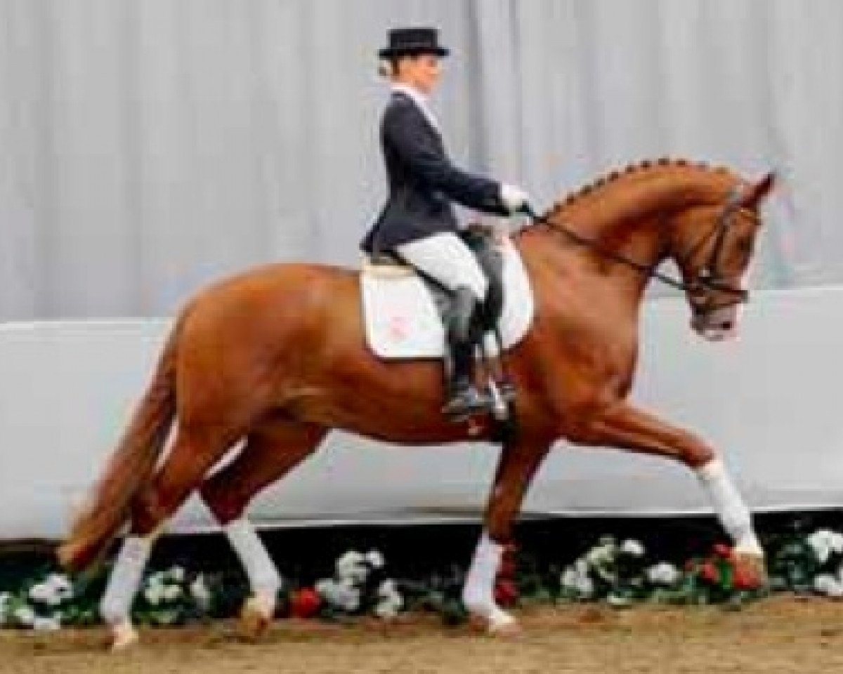 horse Fabriano (Westphalian, 2006, from Fürst Grandios)