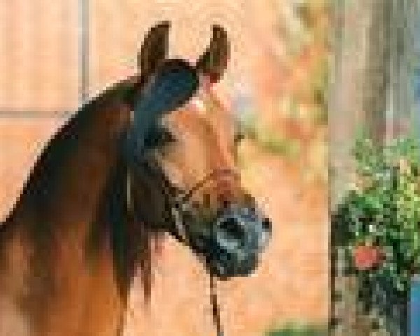 stallion Ibn Mohafez ox (Arabian purebred, 1980, from Mohafez 1976 EAO)
