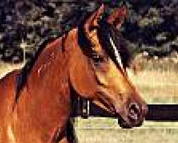 broodmare Ifra II ox (Arabian purebred, 1992, from El Thay Mourad ox)