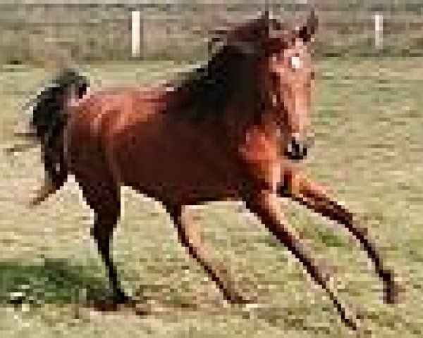 horse Insaaf ox (Arabian purebred, 2001, from Ibn Mohafez ox)