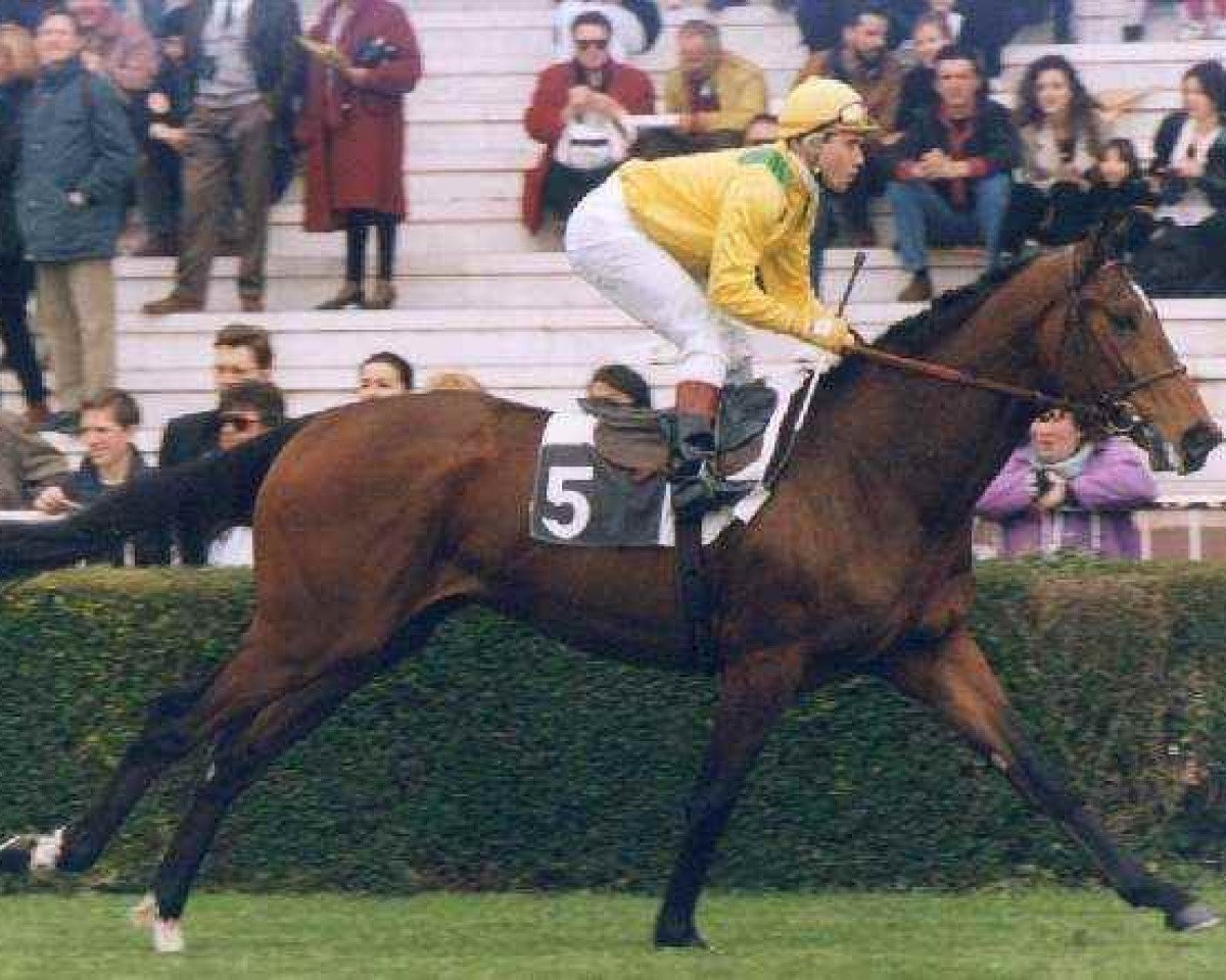 Stallone da monta Helissio xx (Purosangue Inglese, 1993, di Fairy King xx)
