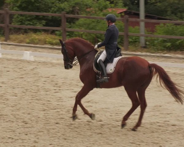 Reitturnier Bübinger Hof 2022