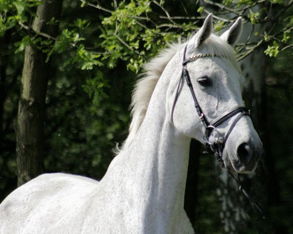 broodmare Asulina (Oldenburg, 1995, from Libero H)