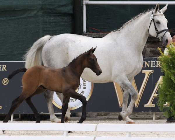 broodmare Grease (Hanoverian, 1999, from Goldfasan)