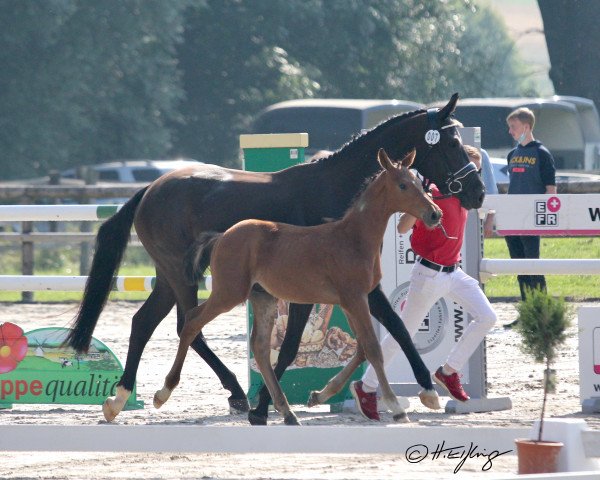 broodmare Agathe Power (Westphalian, 2017, from All Music)