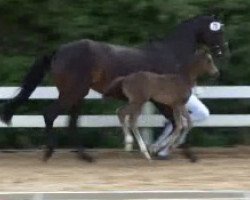 broodmare Ricola (Rhinelander, 2003, from Riccione)