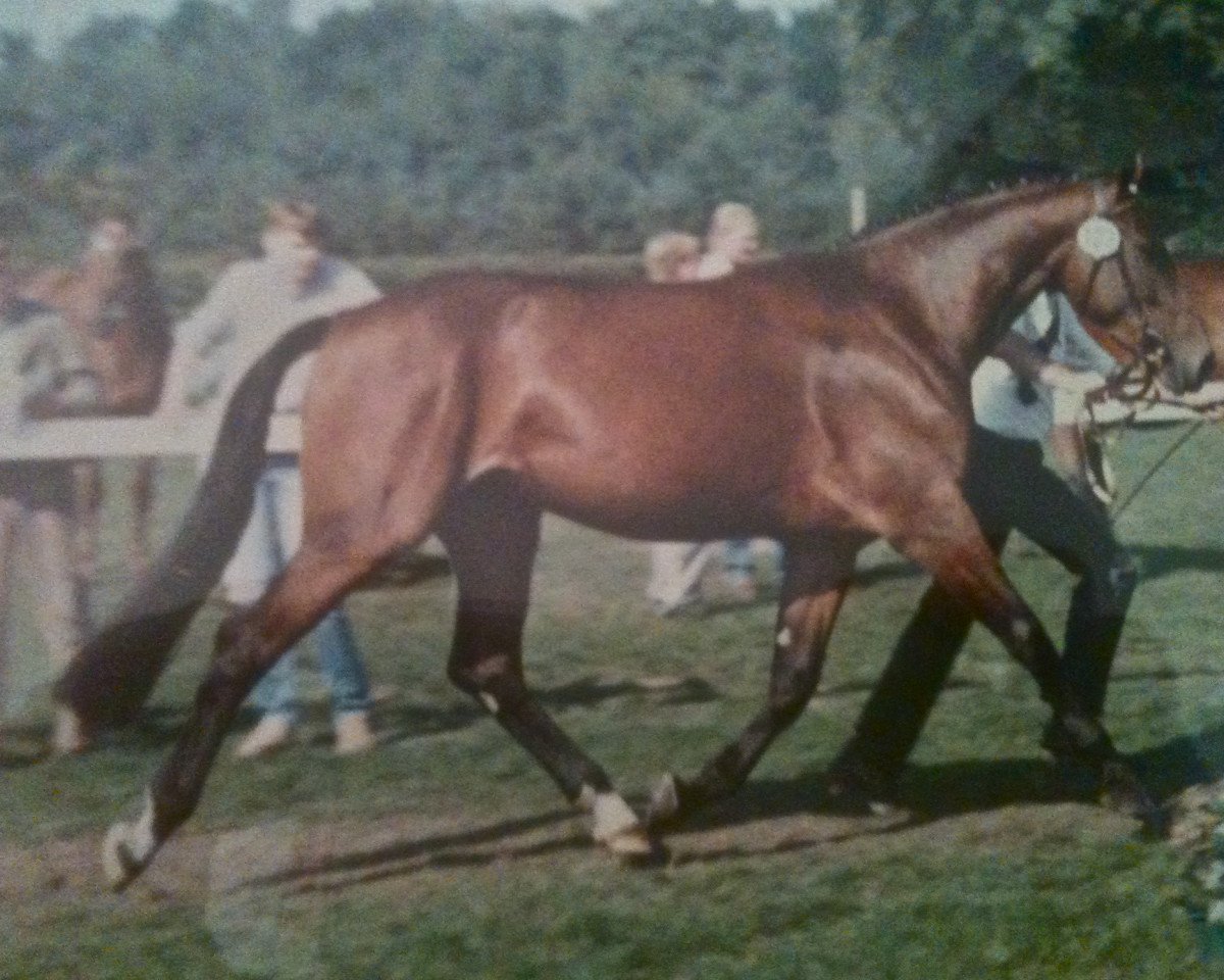 Avlshoppe Winterjuwel (Westfaler, 1985, fra Whisky I) - Winterjuwel