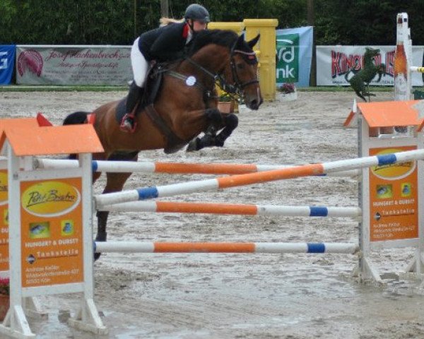 jumper Chatwin ST (Westphalian, 1999, from Catrick I)