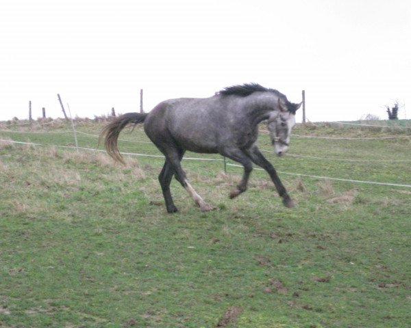 horse Casanova (Württemberger, 2008, from Ciacomo)