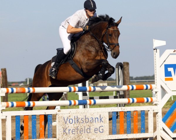 dressage horse Cobiera G (Rhinelander, 2004, from Cobiere)