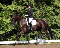 dressage horse Dark Dancing Girl (Westphalian, 2006, from Dream On)