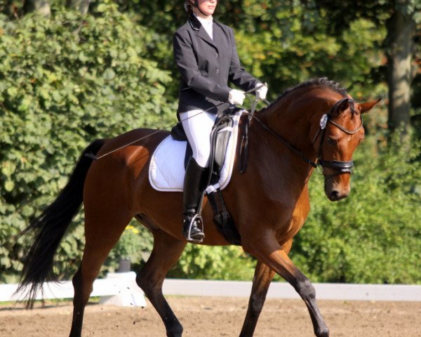 Dressurpferd Sky Dancer 16 (Oldenburger, 2006, von Sir Donnerhall I) Dressurpferd Sky Dancer 16 (Oldenburger, 2006, von Sir Donnerhall I)