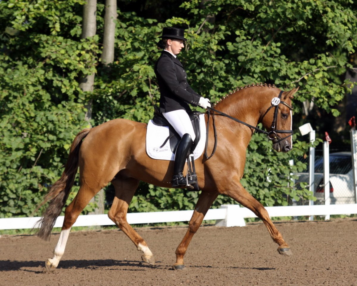 Deckhengst FS Daddy Cool (Rheinländer, 2006, von FS Don't Worry)