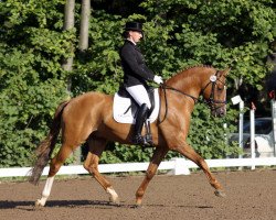 Deckhengst FS Daddy Cool (Rheinländer, 2006, von FS Don't Worry)