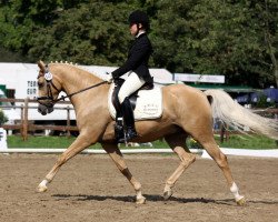Dressage horse Bolero (German Riding Pony, 2006, from Boticelli 4)