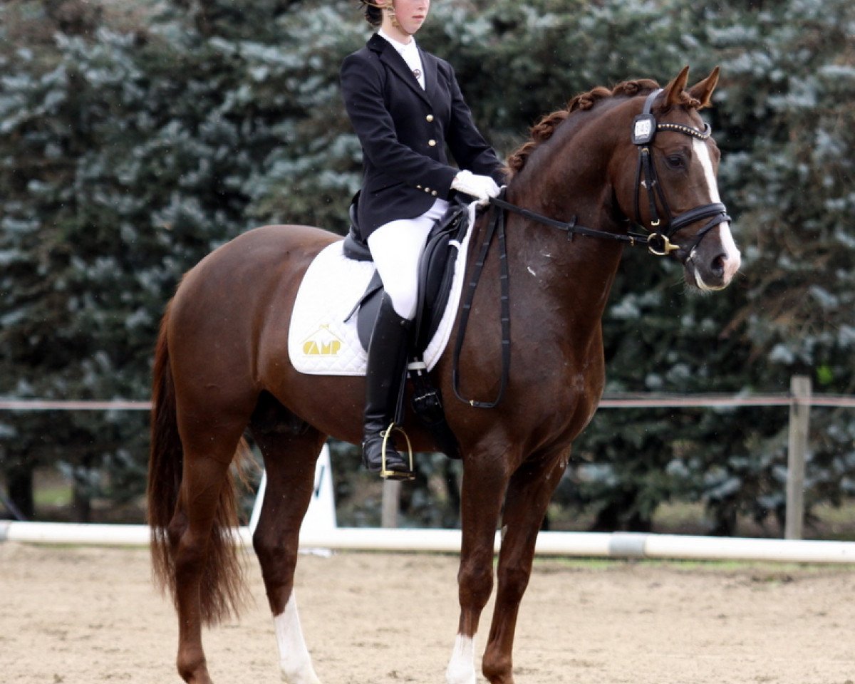 Deckhengst Der Kleine Donnerhall W (Deutsches Reitpony, 2005, von FS Don't Worry)
