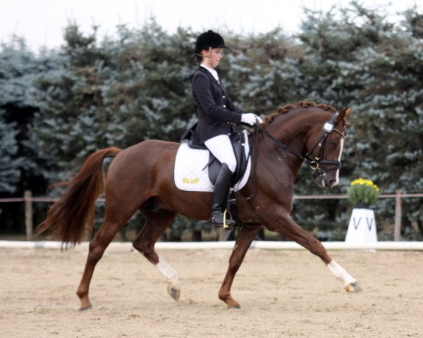 stallion Der Kleine Donnerhall W (German Riding Pony, 2005, from FS Don't Worry)