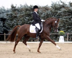 stallion Der Kleine Donnerhall W (German Riding Pony, 2005, from FS Don't Worry)