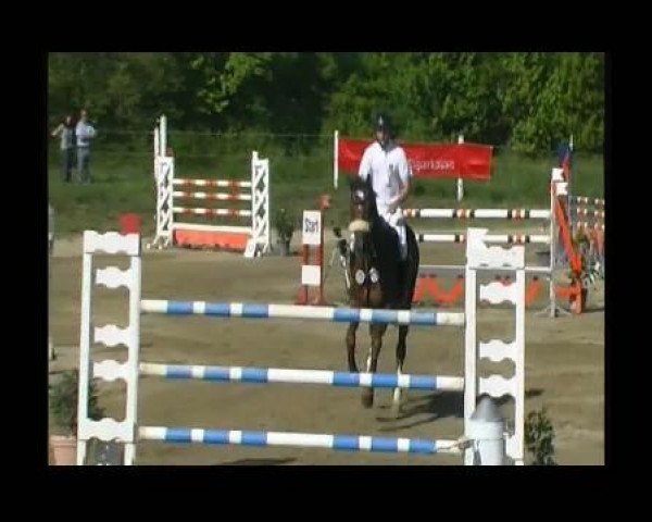 Zuchtstute Corianthe van het Lock (Belgisches Warmblut, 2002, von Triomphe de Muze)