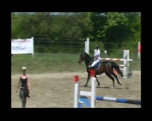 jumper Calvin S (Württemberger, 2002, from Corlago)