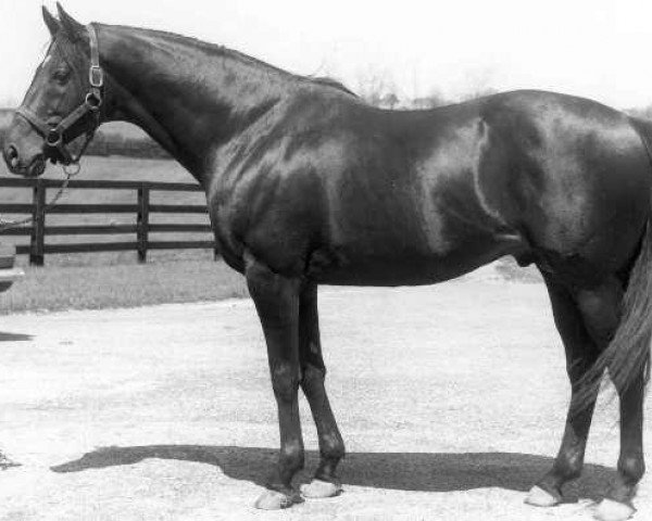 stallion Hail to Reason xx (Thoroughbred, 1958, from Turn-To xx)