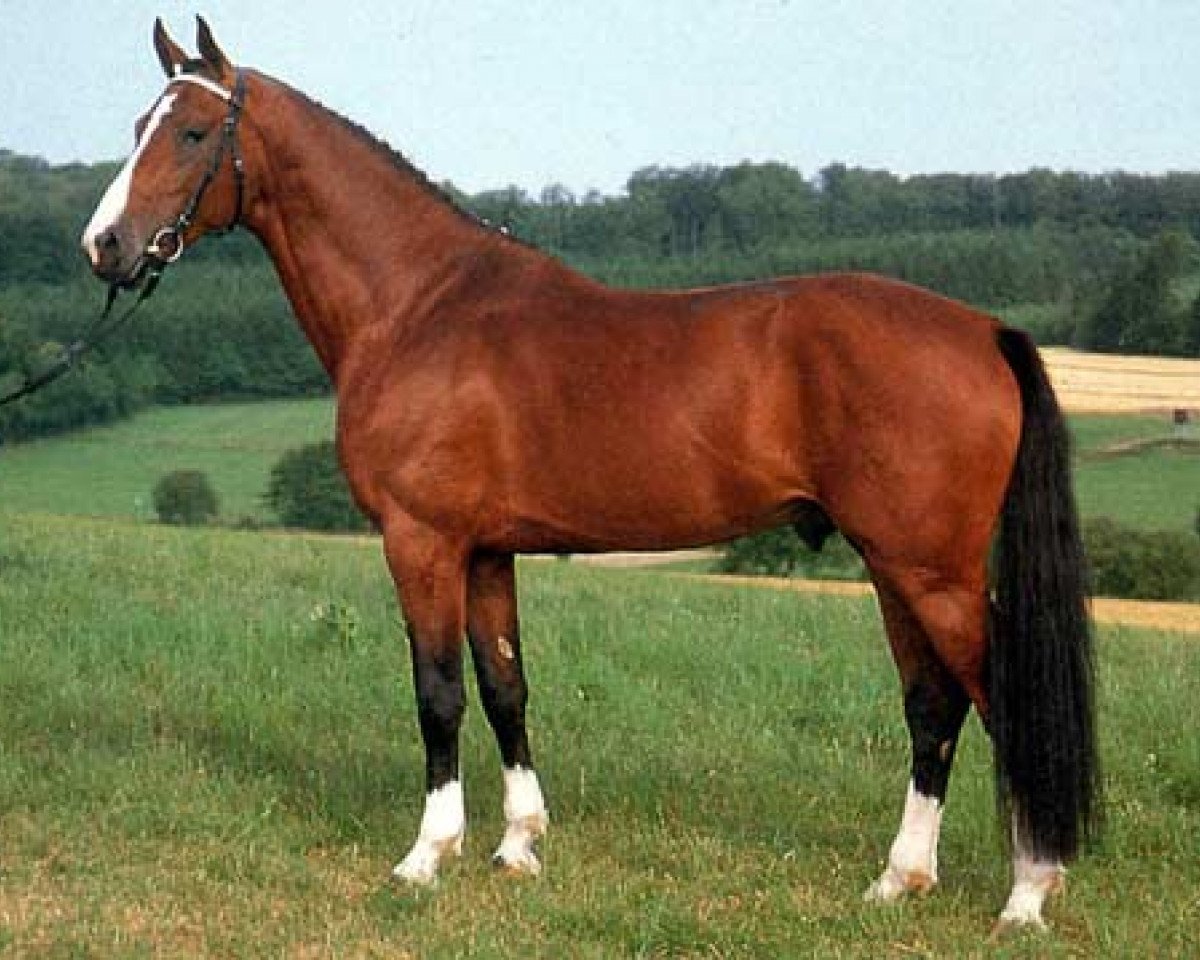 Deckhengst Silvano (Holsteiner, 1985, von Silvester)