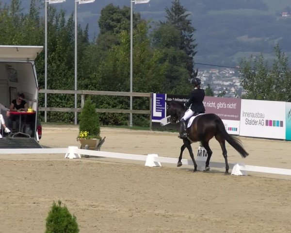 Reitturnier Wädenswil 2022