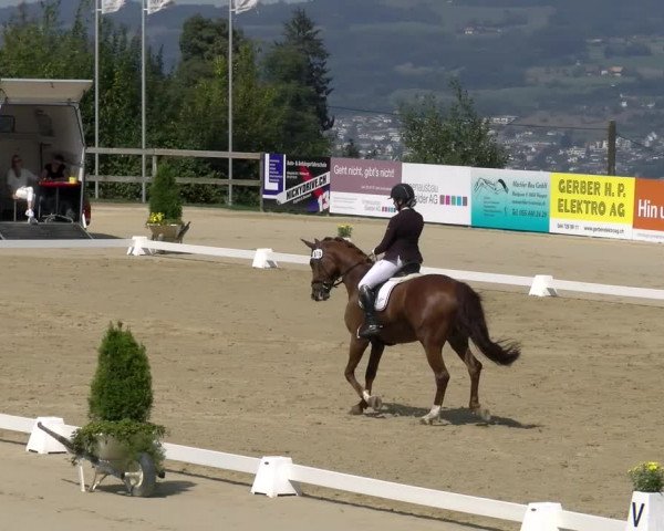 Reitturnier Wädenswil 2022