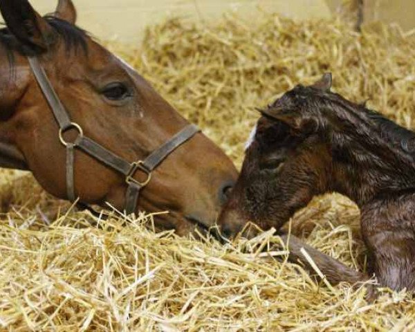 broodmare Danedrop xx (Thoroughbred, 1999, from Danehill xx)