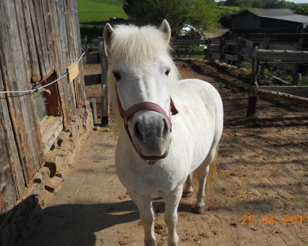 horse Manja (Shetland B (about 107-117), 1997)
