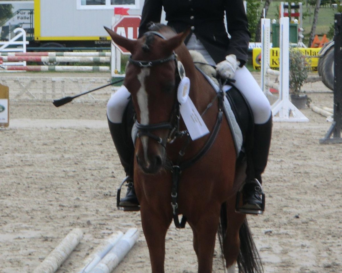 dressage horse Paradiso 26 (German Riding Pony, 2001, from Leandros Sirik)