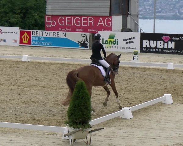 Reitturnier Wädenswil 2022