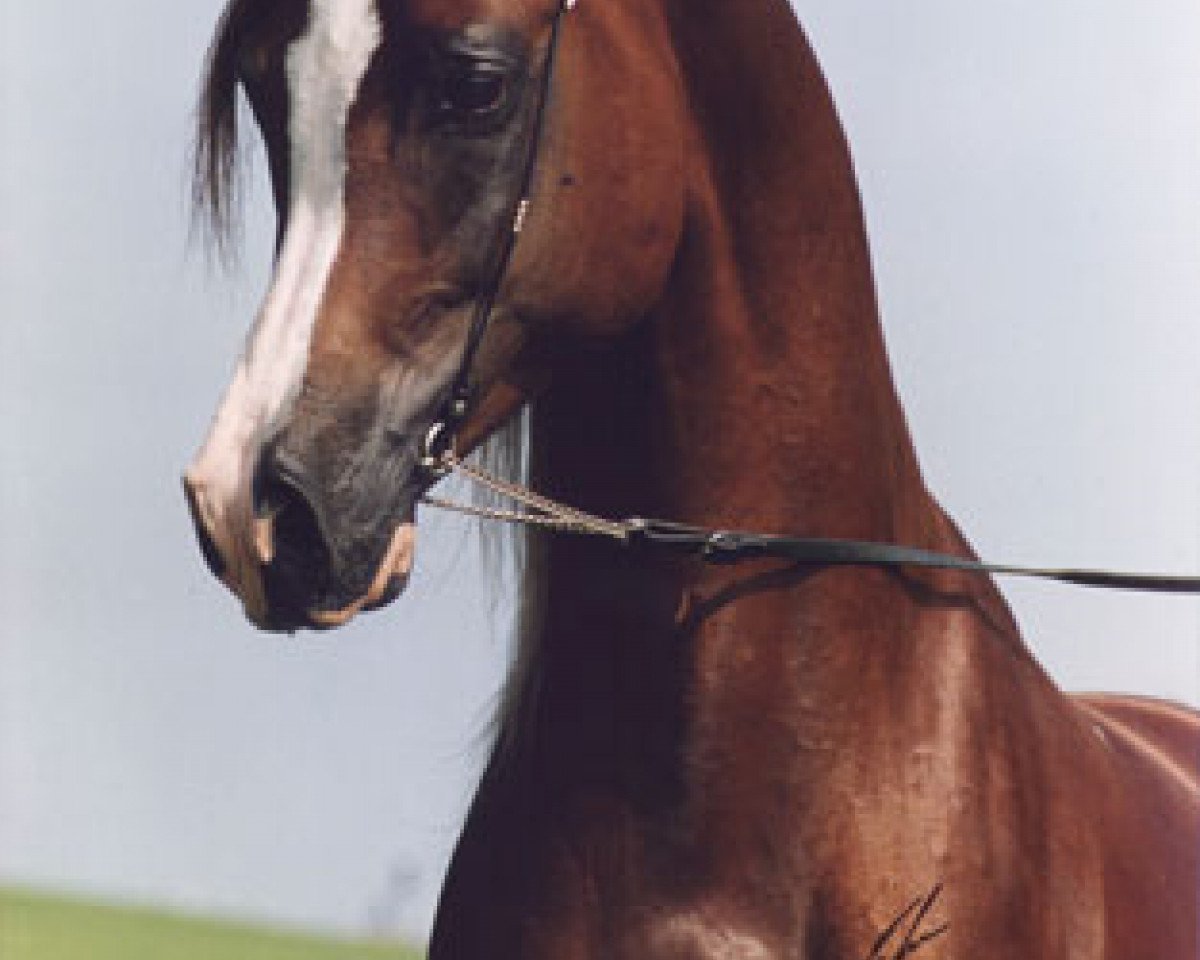 stallion Kubinec 1987 ox (Arabian purebred, 1987, from Balaton 1982 ox)
